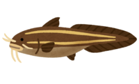Striped eel catfish
