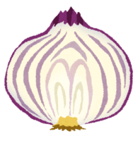 Cross section of purple onion