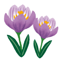 Crocus (flower)