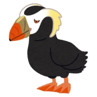 Tufted puffin