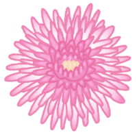 Edible chrysanthemum-Oyster source