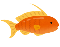 金鱼花鲷(热带鱼)