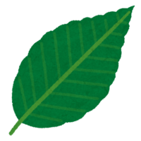 Beech leaf