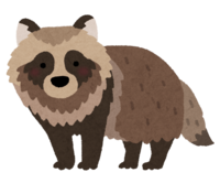 raccoon dog