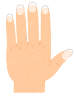 伸びた手の爪