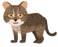 Iriomote cat (cat)