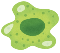 巨噬细胞(白血球)