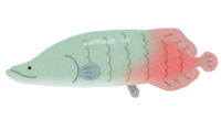 ピラルク(魚)