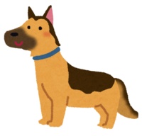 German-Shepherd-Dog (dog)