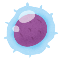Lymphocytes (white blood cells)