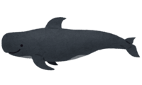 Short-finned pilot whale (whale)