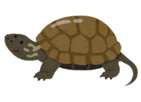 Reeve's turtle