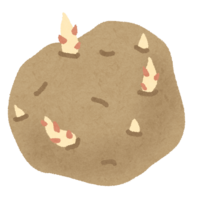 potato sprout