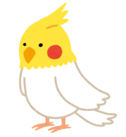 Cockatiel (bird)