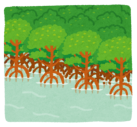 マングローブ林-湿地帯