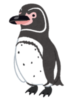 加拉帕戈斯企鹅