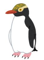 金梅企鹅