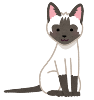 Siamese (cat)