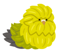 Feather duster (parakeet)