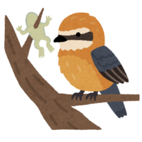 Shrike (bird)