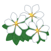 Flower of gardenia