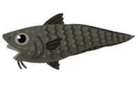 イバラヒゲ(魚)