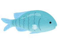 Blue-green chromis (tropical fish)