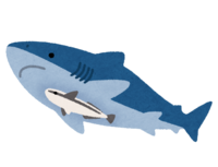 鲨鱼和游泳的姥鲨