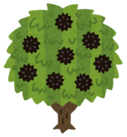 栗の木