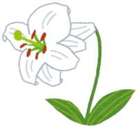lily (flower)