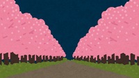 Background material of cherry blossoms at night