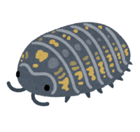 Roly-poly (female)