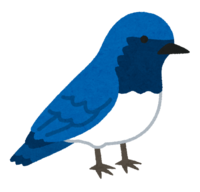 Blue-and-white flycatcher (bird)
