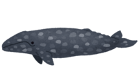 灰鲸(鲸鱼)