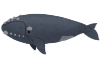セミクジラ(鯨)