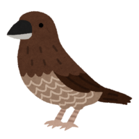 Bengalese finch (brown)