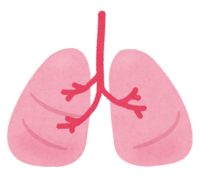 Lung (human body)