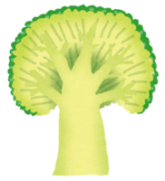 Cross section of broccoli
