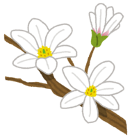 Kobusi flower