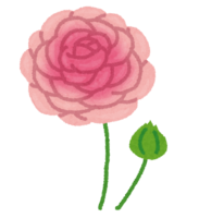 Ranunculus (flower)