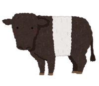 Belted Galloway (cow)
