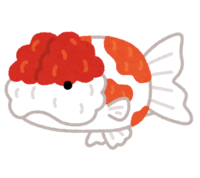 Sakura Nishiki (goldfish)