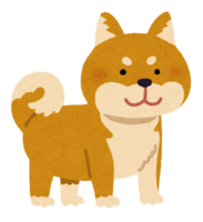 Shiba Inu (brown)