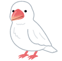 白色文鸟