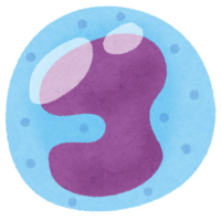 单核细胞(白血球)