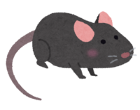 黒いマウス-ハツカネズミ