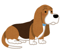 Basset Hound (dog)