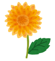 黄色いダリア(花)