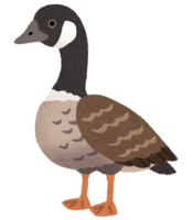 Cackling goose (bird)
