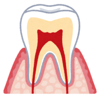Cross section of teeth